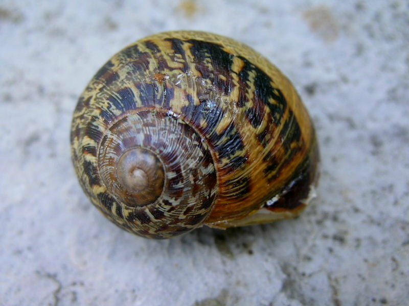 Cornu aspersum (Linnaeus,1758)